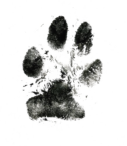 Paw print hand drawn sketch icon. Vector hand drawn paw print outline  doodle icon. paw print sketch illustration for print, | CanStock
