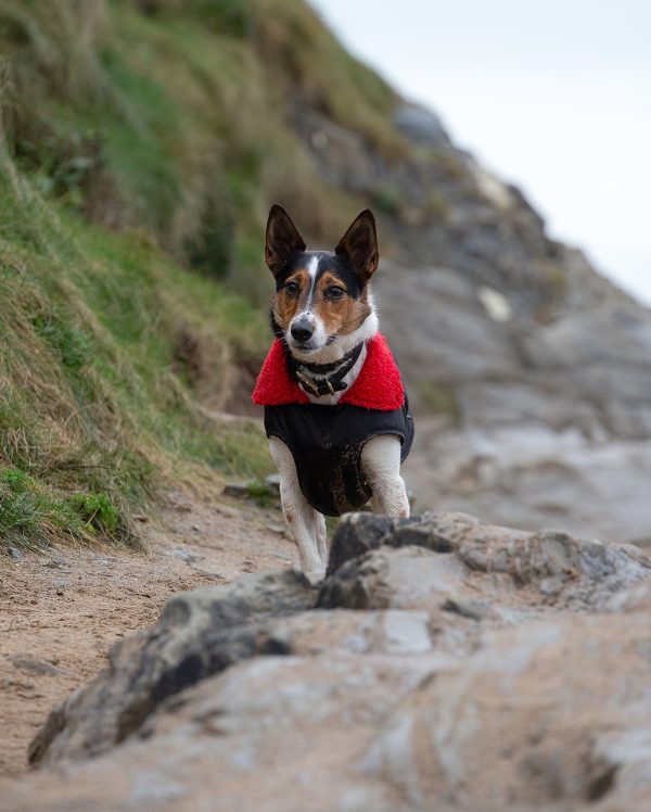 dryrobe Dog - Black Red - Image 5